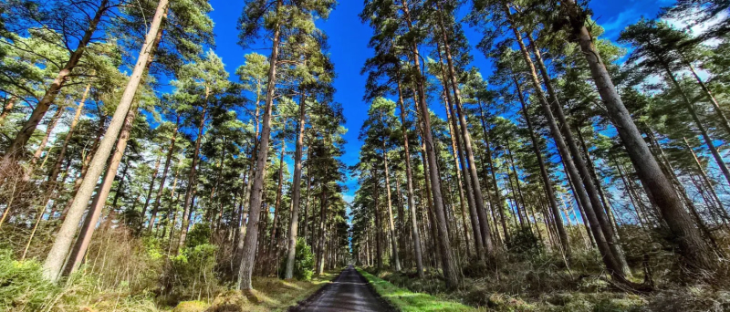 Roaming through The Highlands