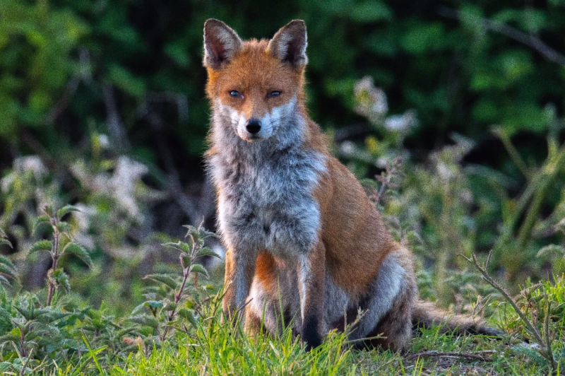 Wildlife