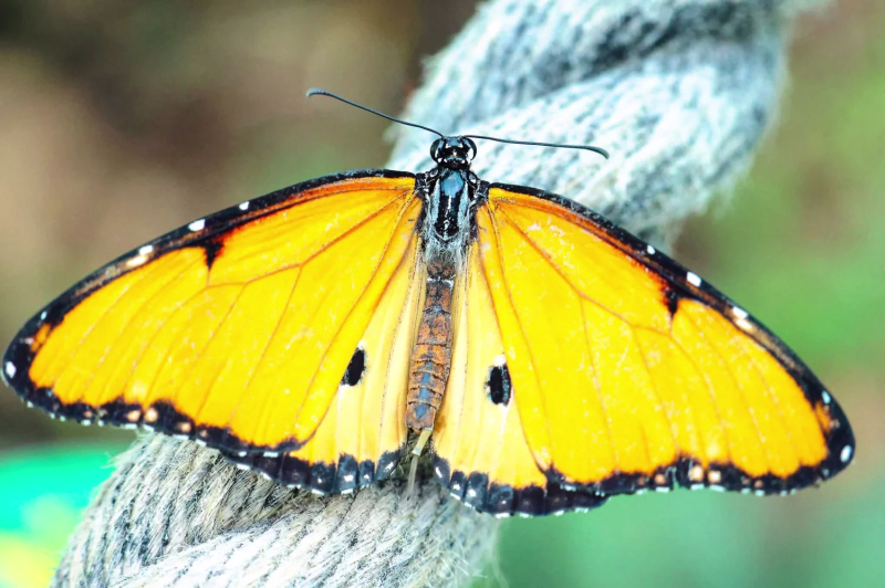 All creatures great  and small