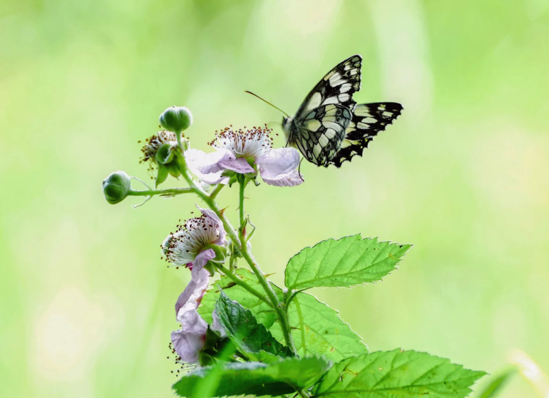 All creatures great  and small