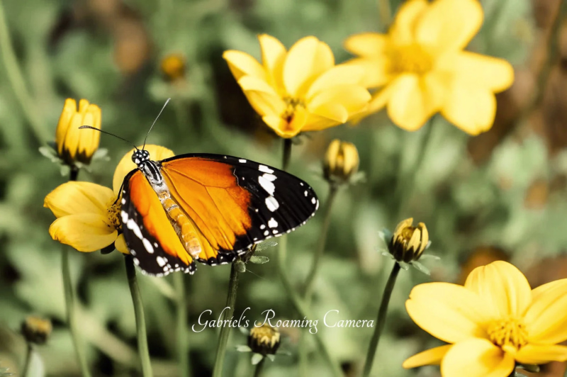 All creatures great  and small