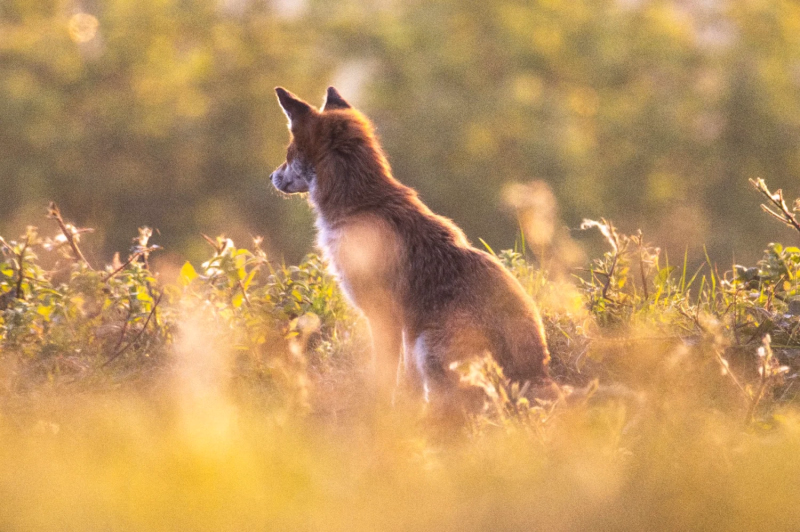 Wildlife