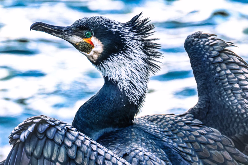 Wildlife
