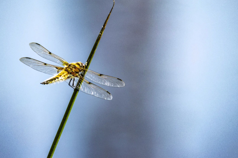 All creatures great  and small