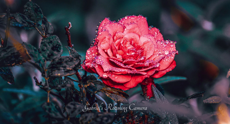 The beautiful island of Madeira