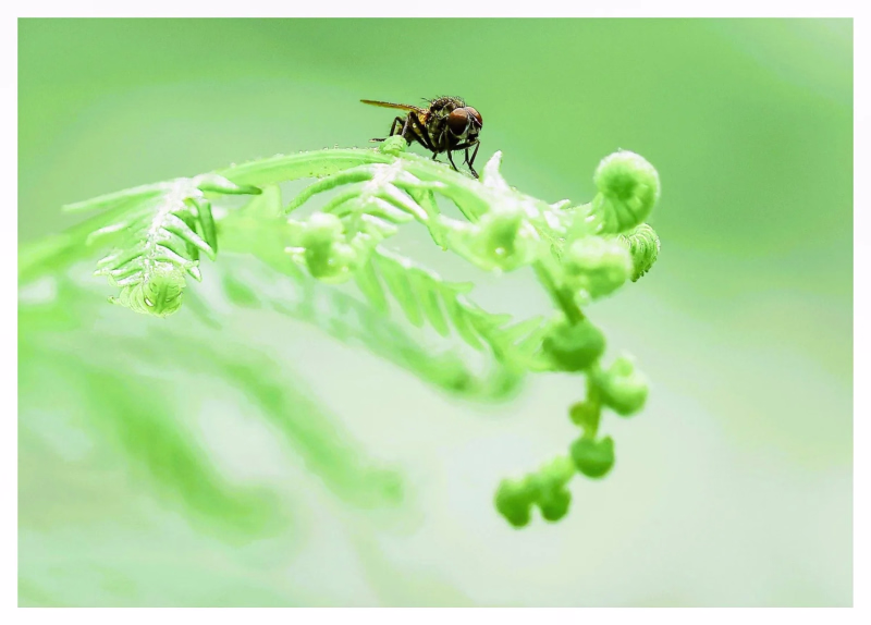 All creatures great  and small