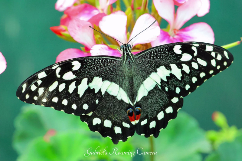 All creatures great  and small