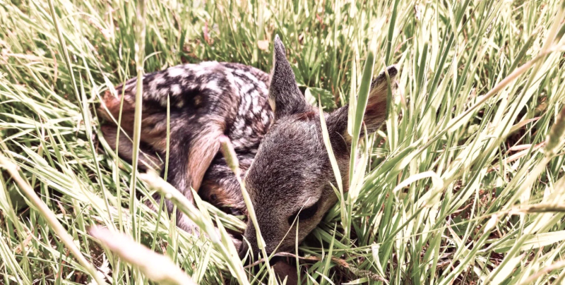 All creatures great  and small