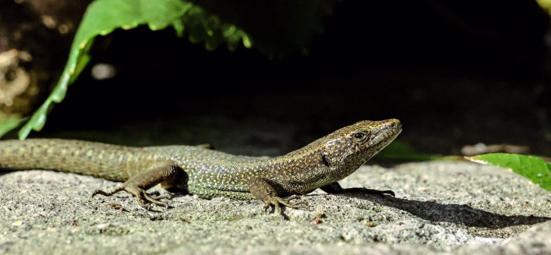The beautiful island of Madeira