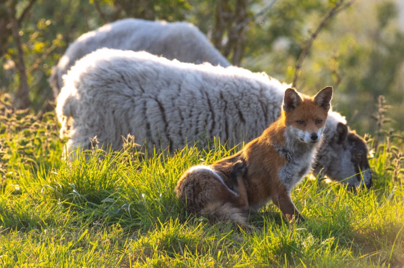 Wildlife