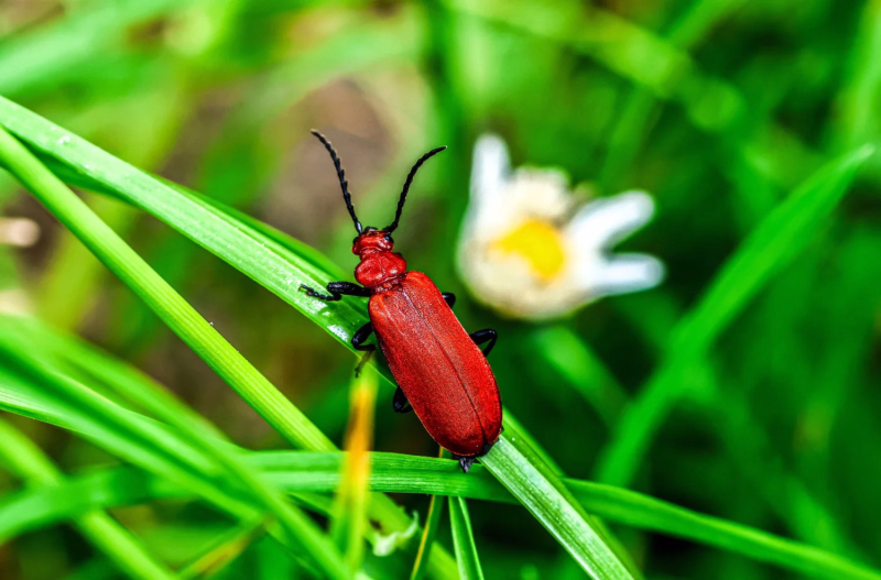 All creatures great  and small