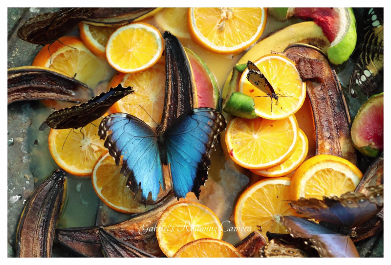 All creatures great  and small