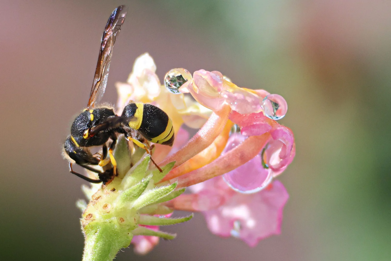 All creatures great  and small