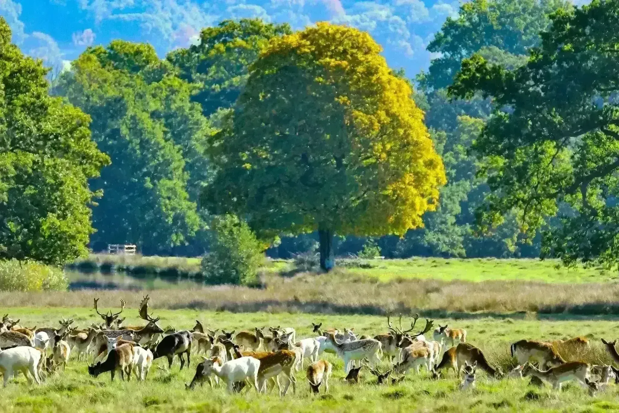 Wildlife Photo Library.