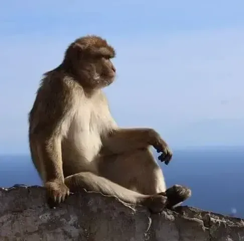 Wildlife