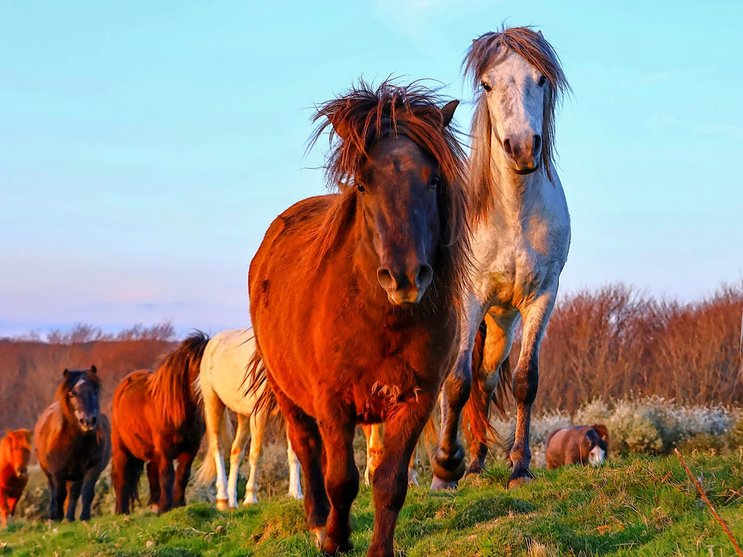 Wildlife