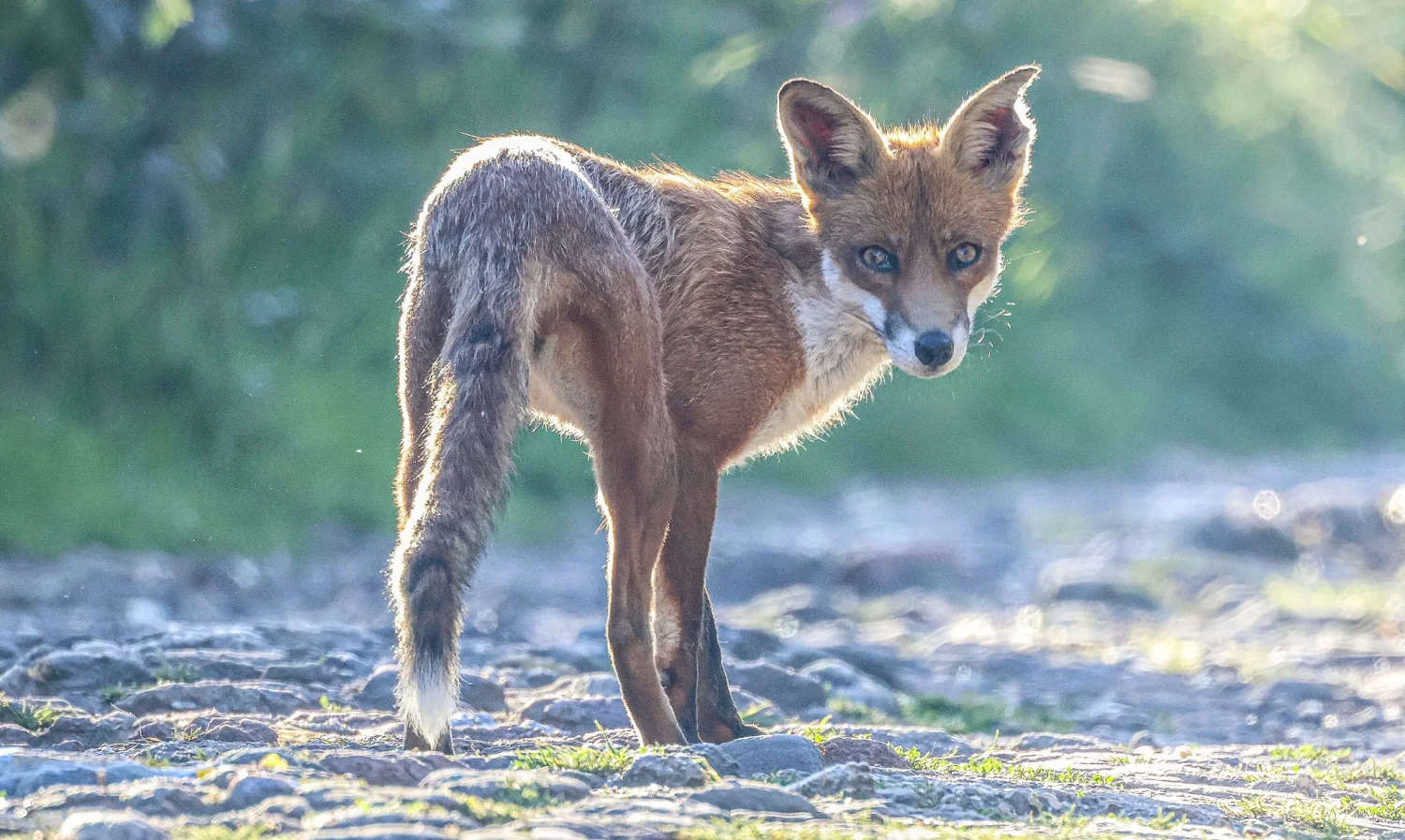 Wildlife