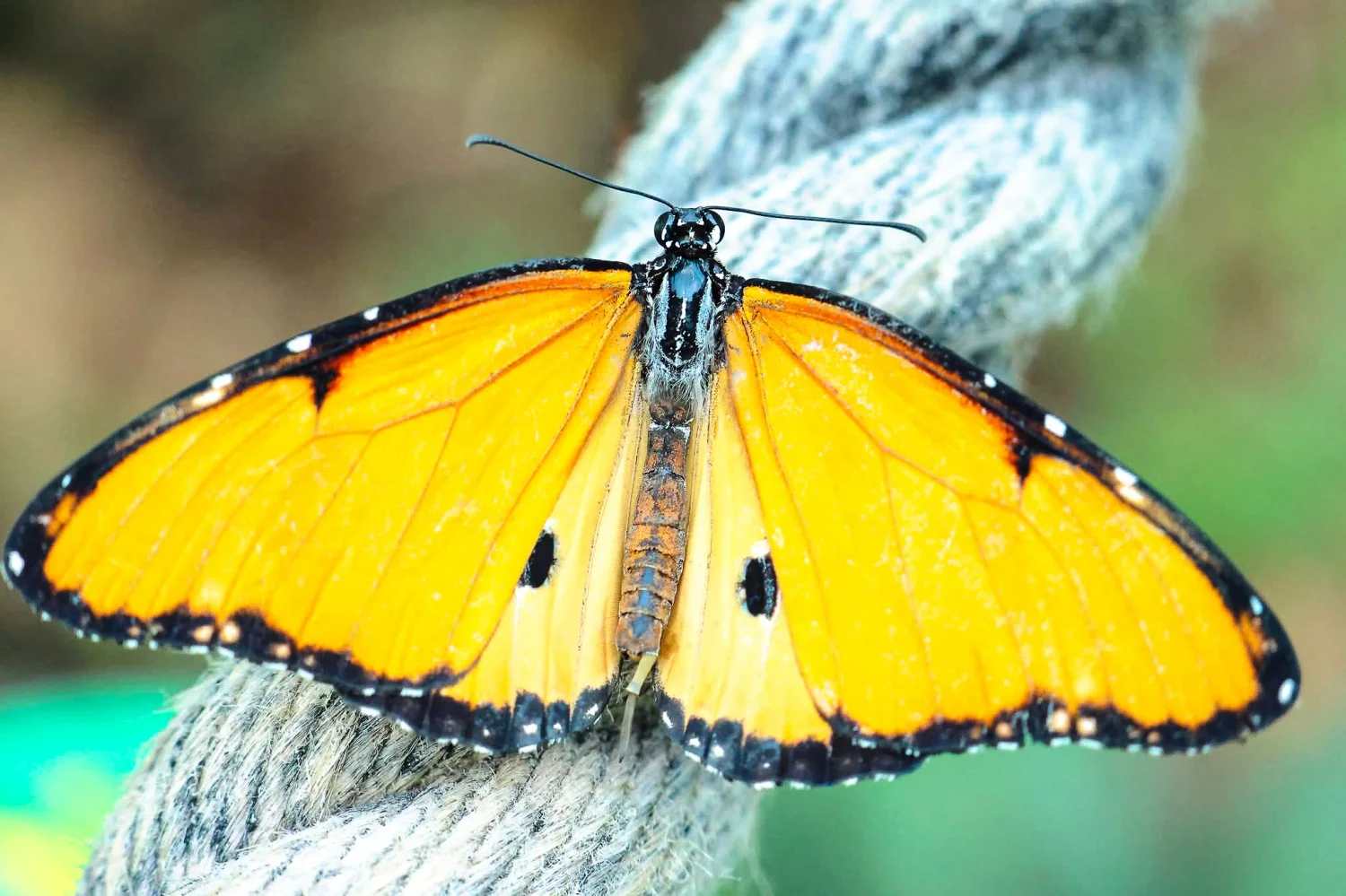 All creatures great  and small