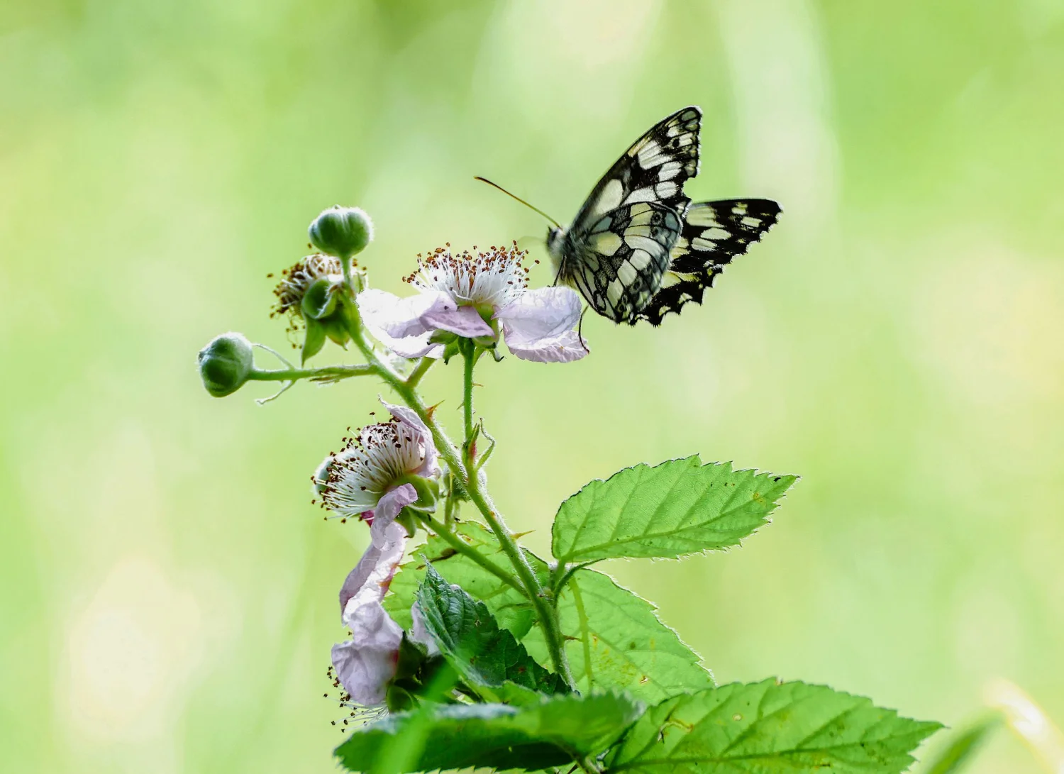 All creatures great  and small