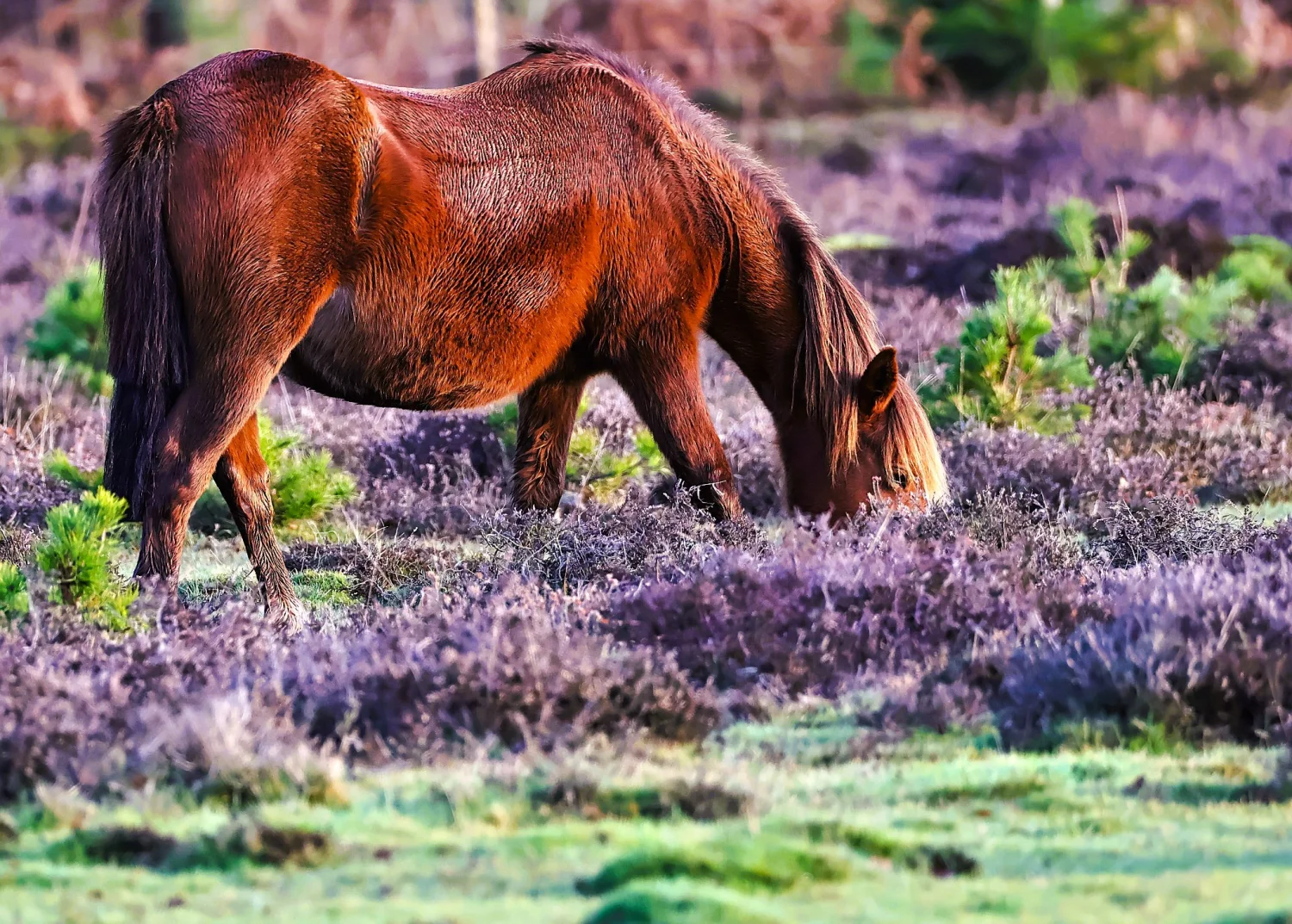 Wildlife