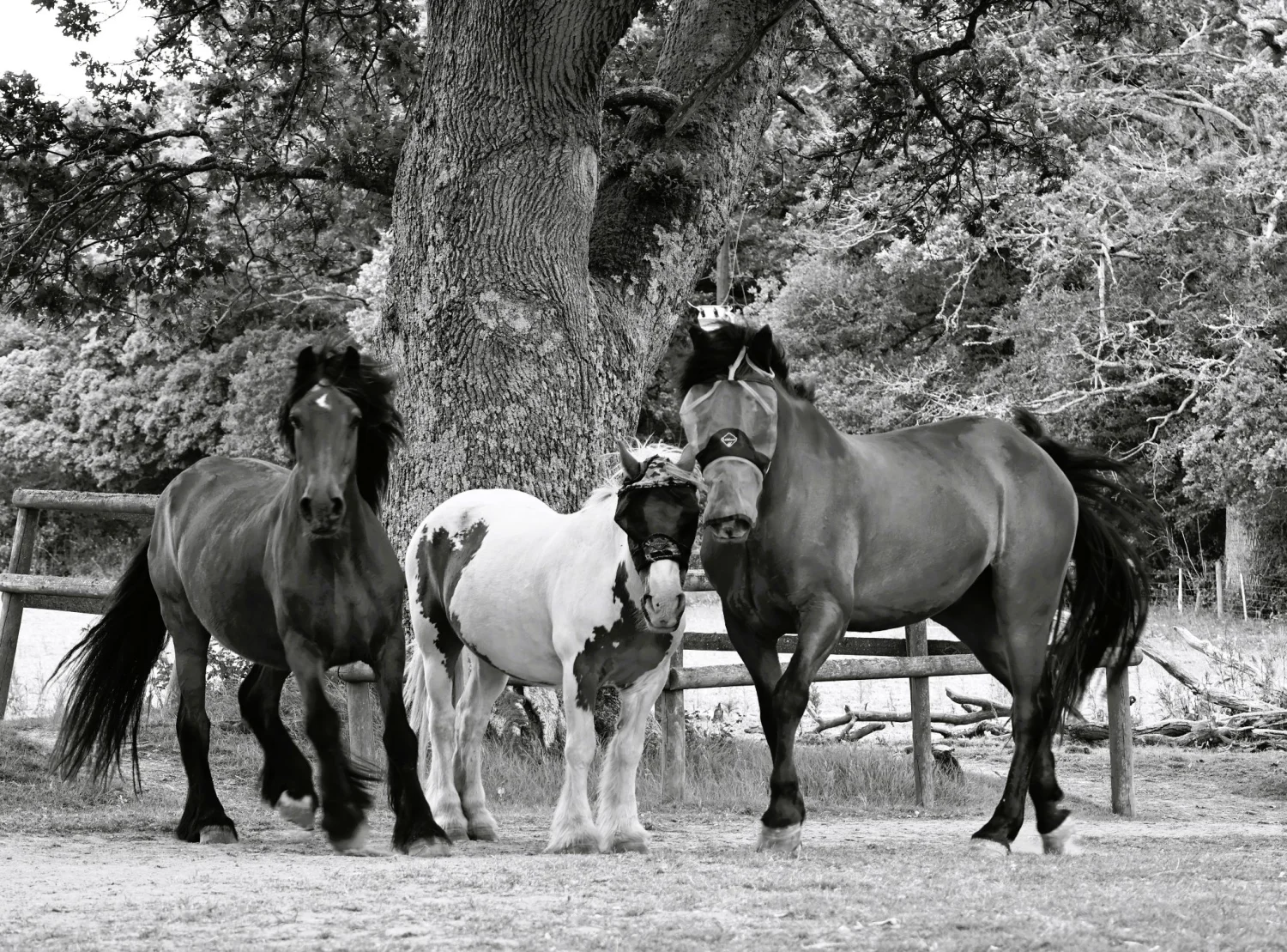 Wildlife