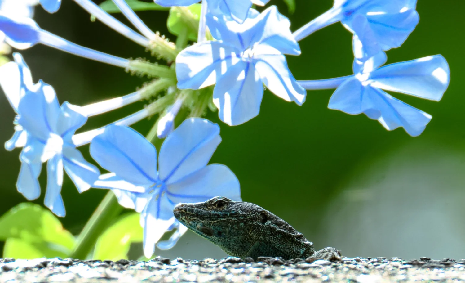 The beautiful island of Madeira
