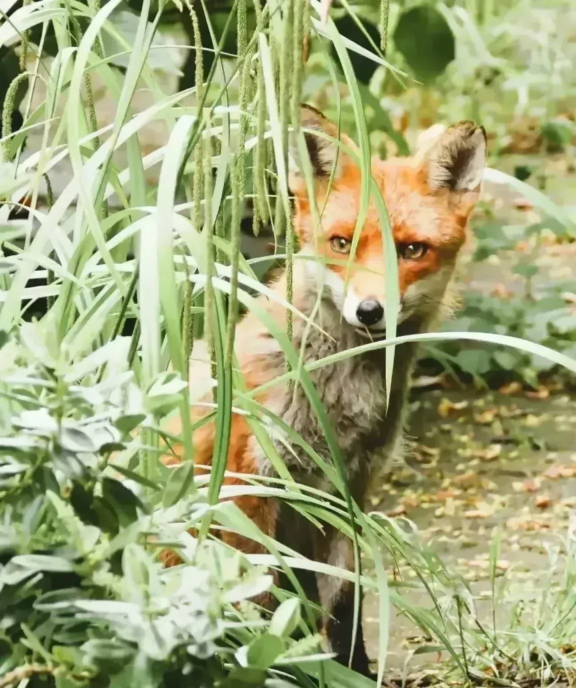 Wildlife