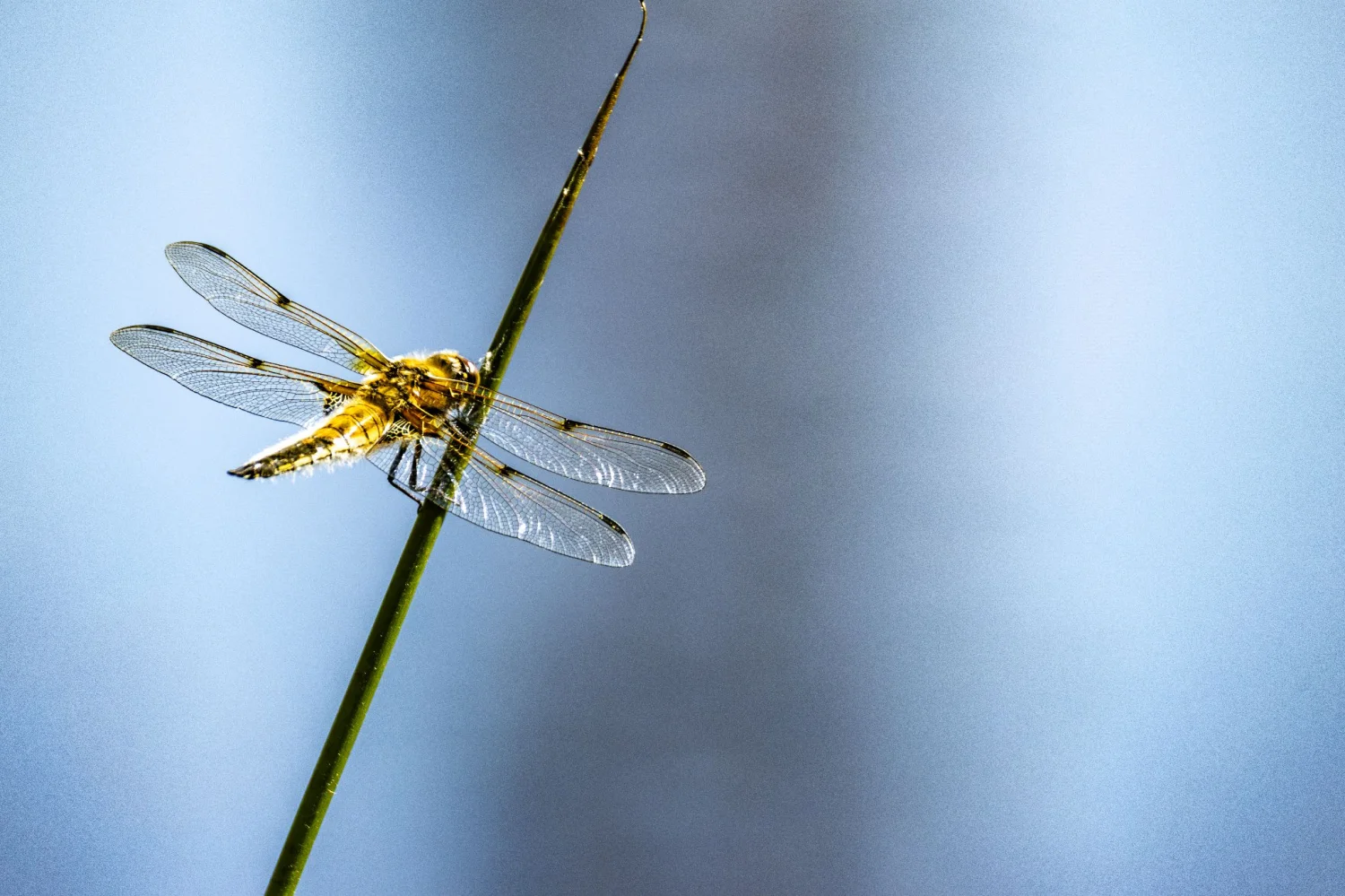 All creatures great  and small