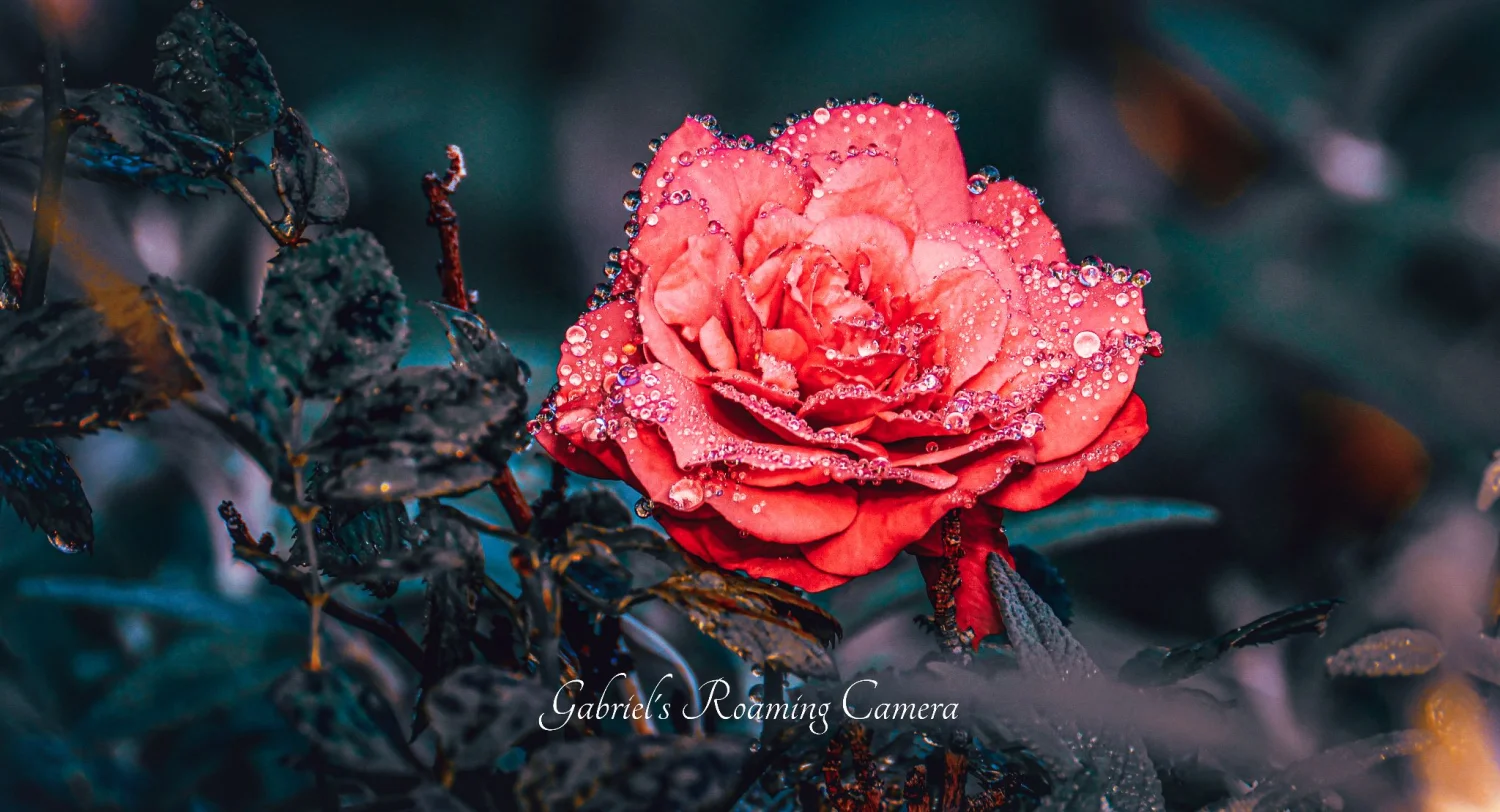 The beautiful island of Madeira