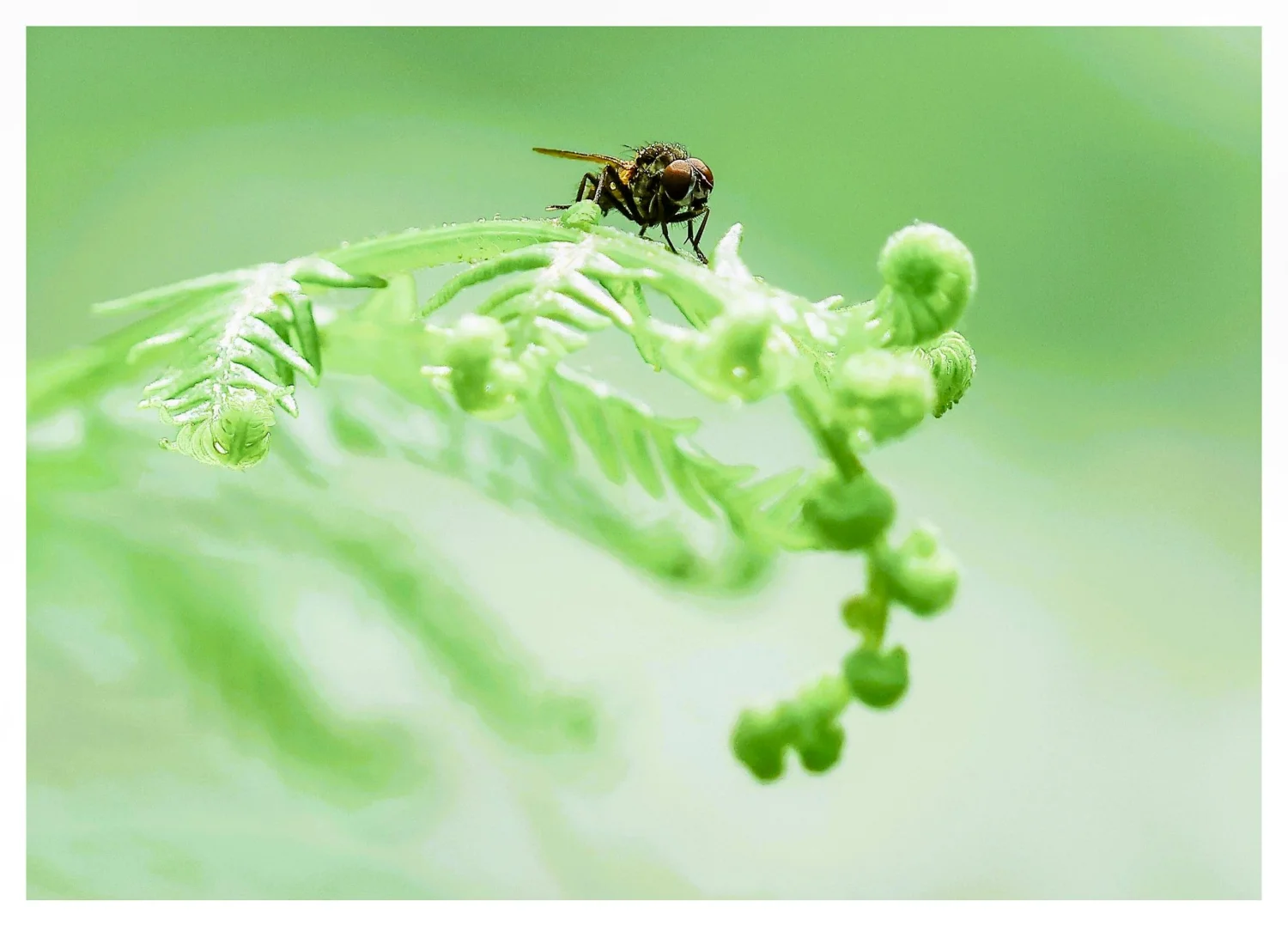 All creatures great  and small