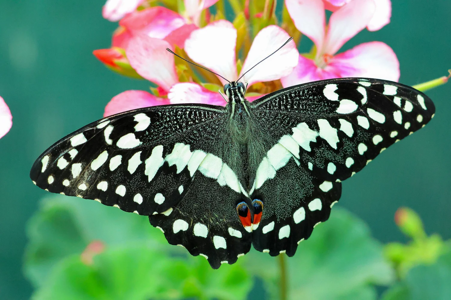 All creatures great  and small