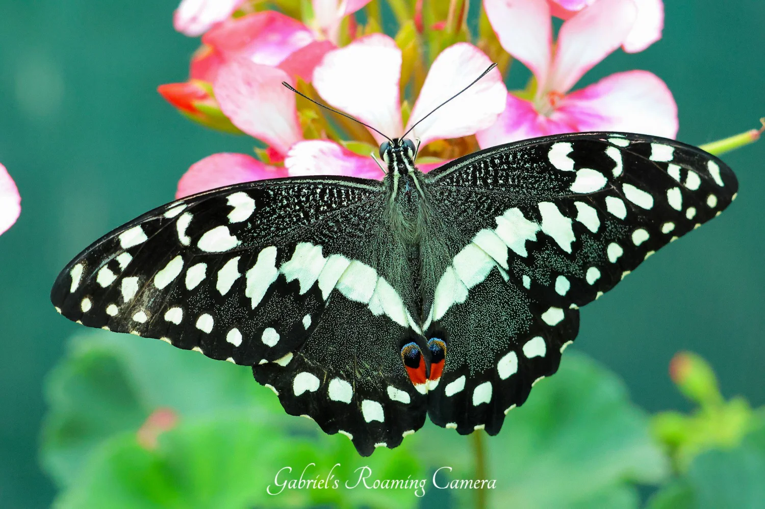 All creatures great  and small