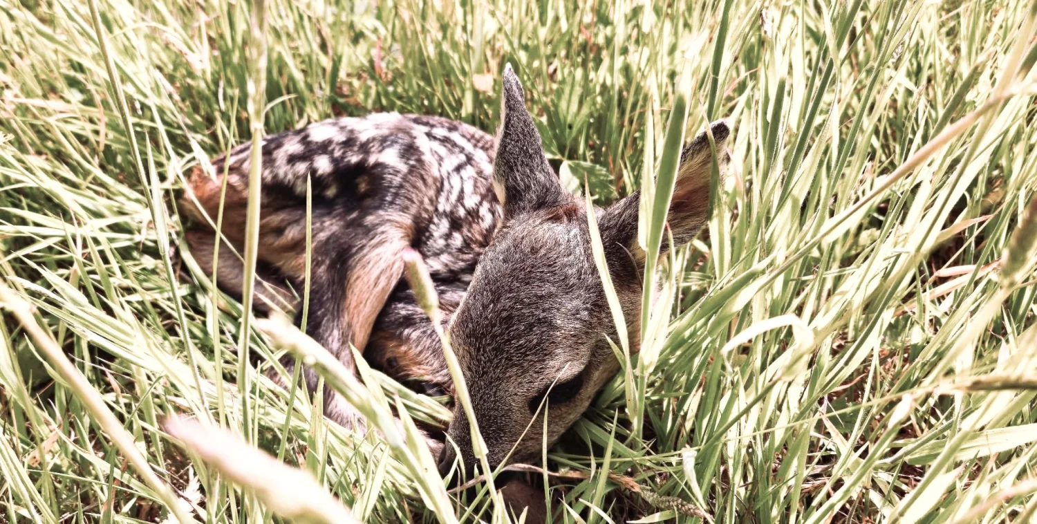 All creatures great  and small