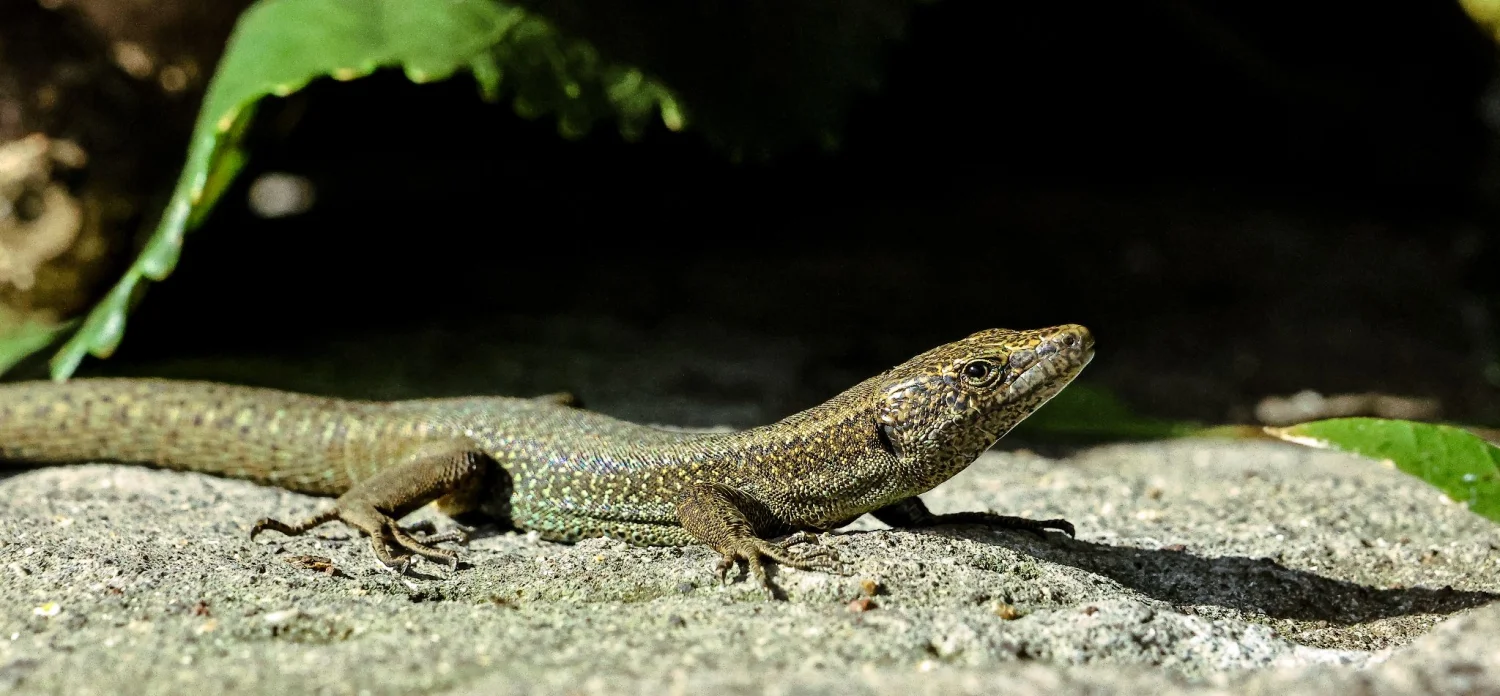 The beautiful island of Madeira