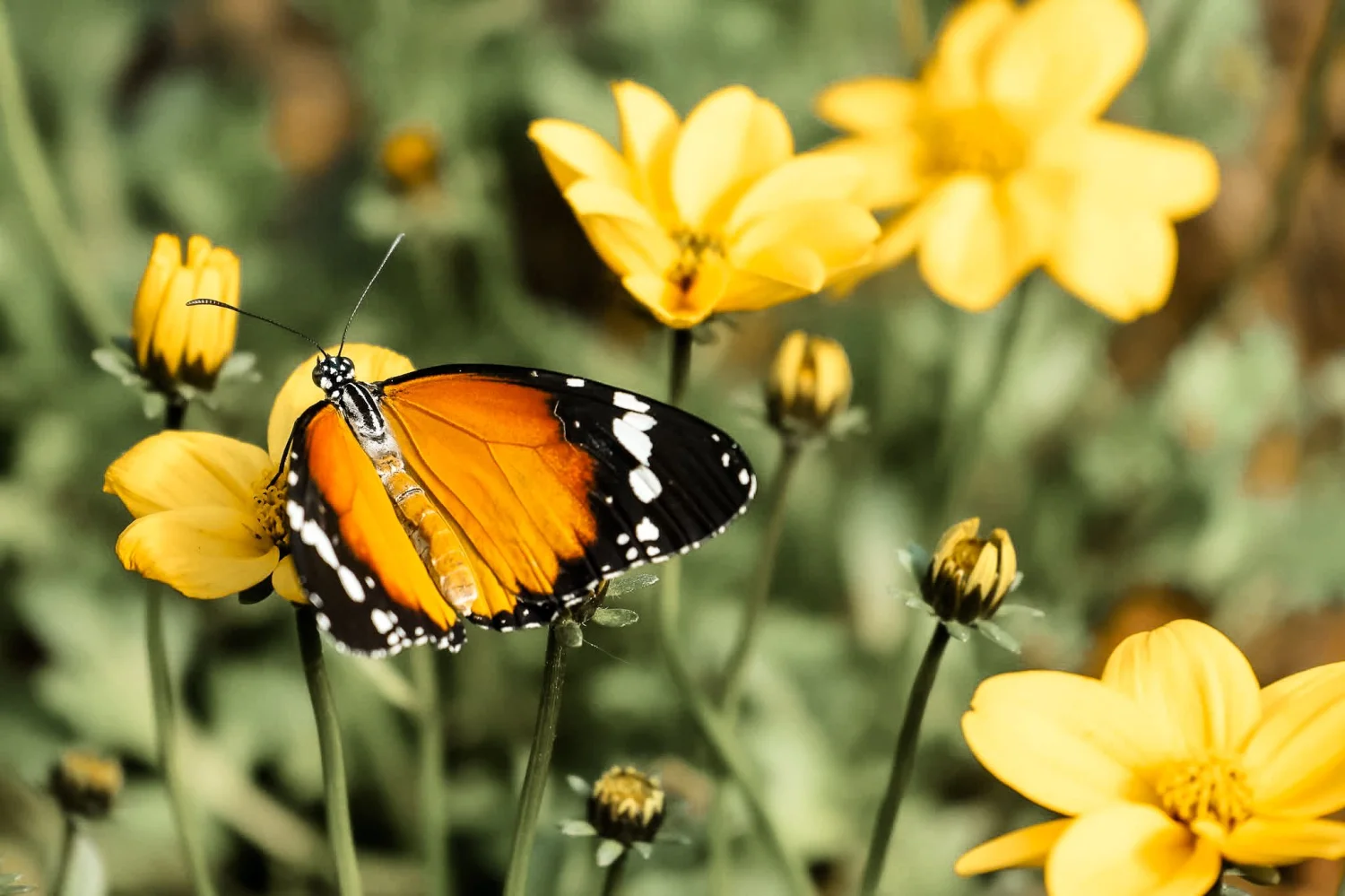 All creatures great  and small