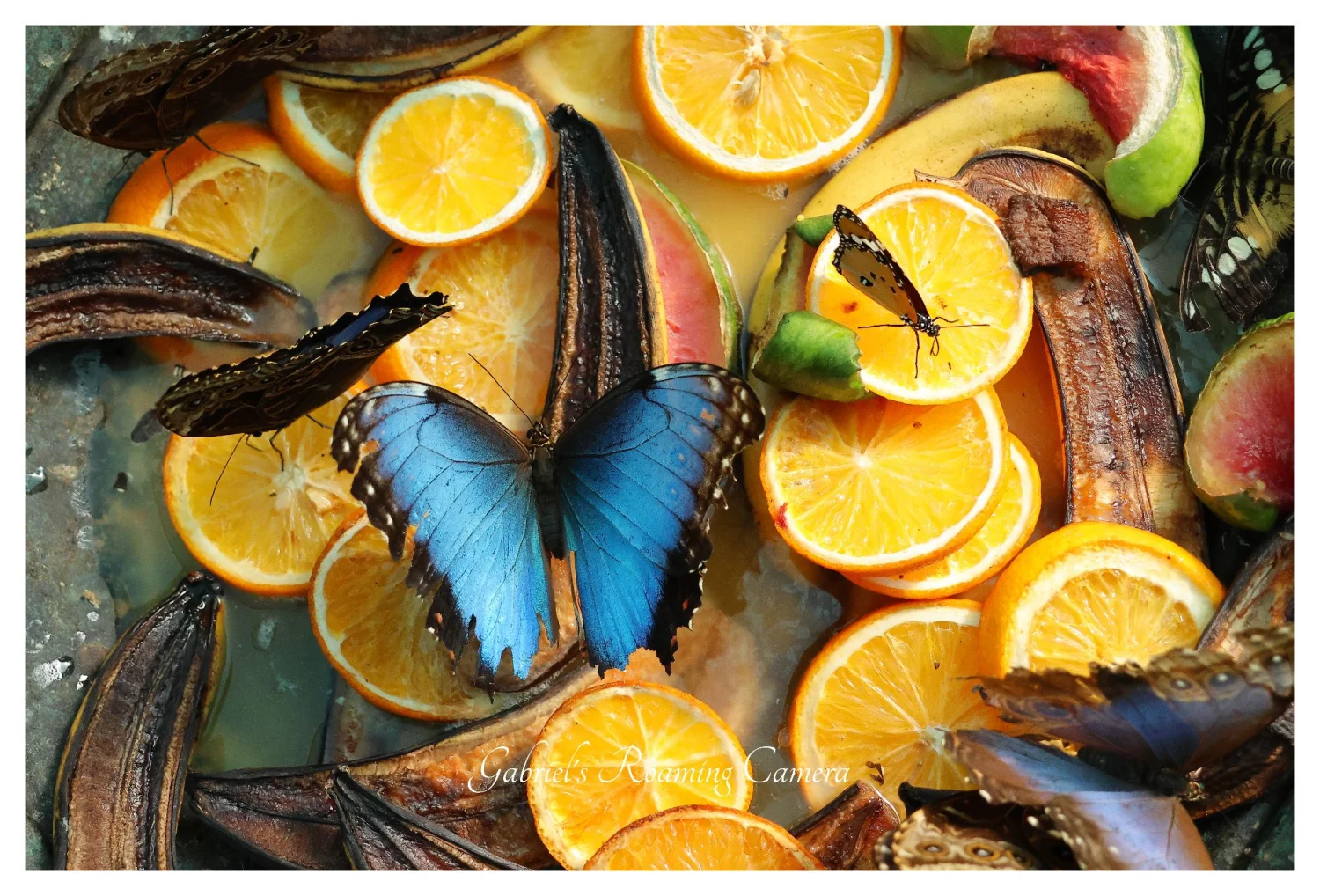 All creatures great  and small